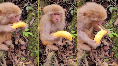 Monkeys eat bananas for the first time