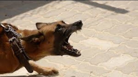 How To Make Dog Become Fully Aggressive With Few Simple steps