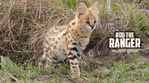 Serval Kittens At A Den | Maasai Mara Safari | Zebra Plains