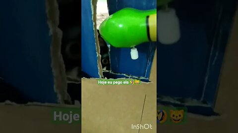 Gatinho Bartolomeu Tunico brincando na sua casinha 😺😺