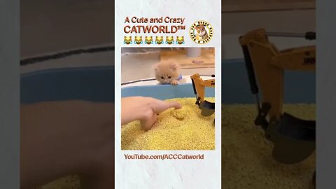 Absolutely ADORABLE Kitty Learns to Use the Litter Box In the Most Clever, Cutest Way (#258) #Shorts