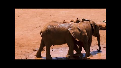 Funny Baby Elephants Playing In The Mud