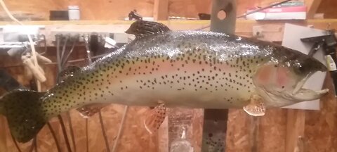 Fish Taxidermy with a Carved Foam Body(Trout)