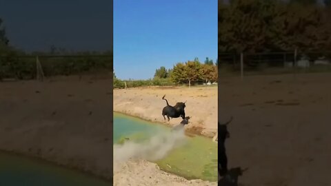 An ox is jumping over the stream.