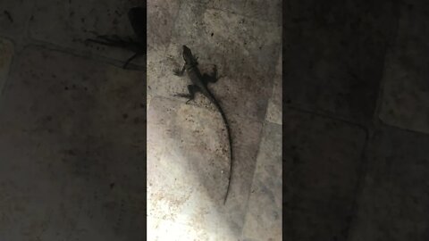 Lizard freezes and plays dead when terrified - Part I - p.s. lizard is fine!