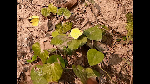 How does the butterfly hide itself in the leaves?