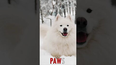 🐶 #PAWS - Viciously Beautiful: Grace and Power Merged in the Samoyed's Snowy Realm 🐾