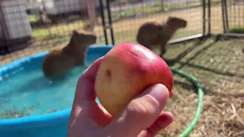 Capybara vs Piglet (Quandale Dingle Dies)-8