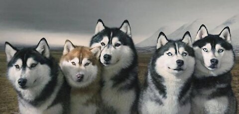 Breeding Husky indoors