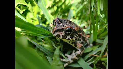 Funny frog in the swamp swells and croaks