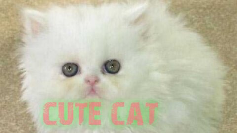 Cute cat 😺