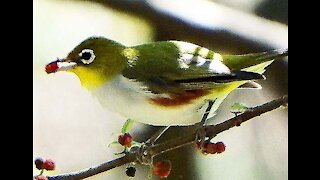 Chestnut-flanked White-eye bird video