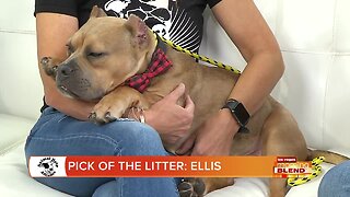 PICK OF THE LITTER: ELLIS