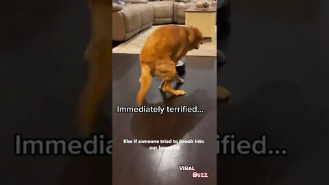 Immediately Terrified #shorts #immediatelyterrified #trending #viral #dogsoftiktok #dogsvideo