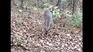 8pt Buck munching on a high fiber twig diet.