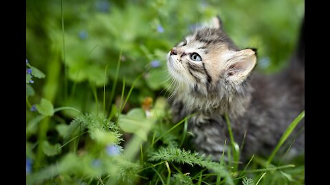 Cute baby kitten talks too much