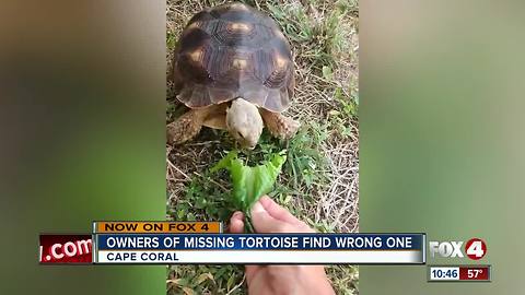 Pet Tortoise goes missing