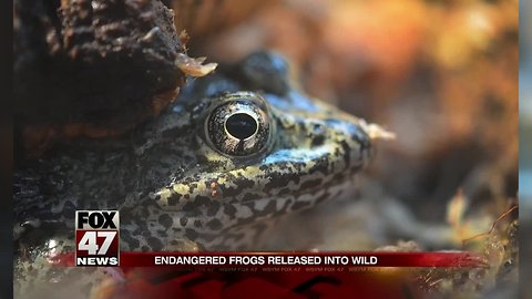 Endangered Detroit Zoo-born dusky gopher frogs released into wild