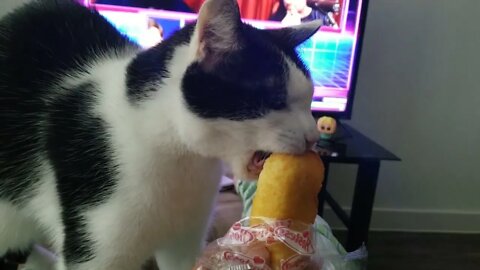 Why do Cats love eating Twinkies? Ginger goes crazy for it during Revenge Of The Cis