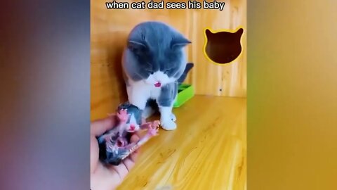 Best Funny Animal Videos 2022 🐴 - Funniest Dogs And Cats Videos 😁🙈.