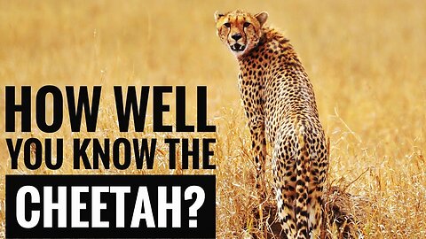 Cheetah -- Description, Characteristics and Facts!