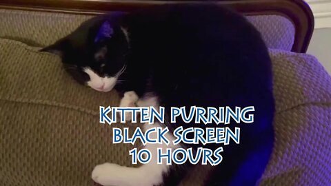 Sleep Studying, Relaxing, Writing, & Homework - Happy Cat Purring (Oreo) 10 hours of White Noise