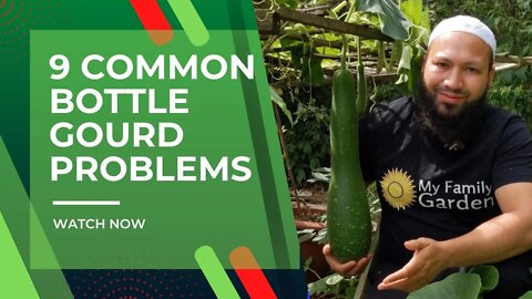 9 Common Bottle Gourd Problems | Common Squash Problems