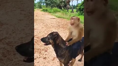 chal bhai hamko chaddu khava na beth gaya #funni #intartenment #injoy #funni #musti #joks #dogs #mo