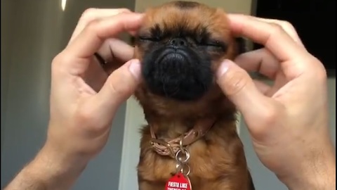 When Dog Love To Get Facial Massage - Pure Relaxation