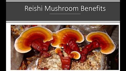 Reishi Mushroom Benefits