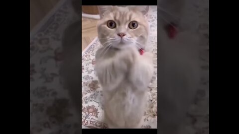 Funniest Cat Videos 2024😀