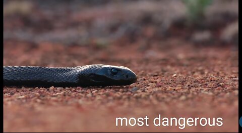 The most venomous snakes in the world | modern dinosaur