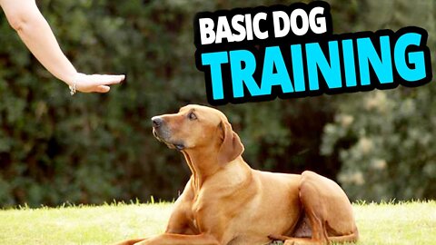 Basic Dog Training | Top 10 Essential Commands Every New Dog Owner Must Know!