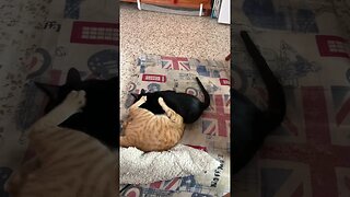 Epic Battle: Black Kitty Vs Orange Tabby #shorts