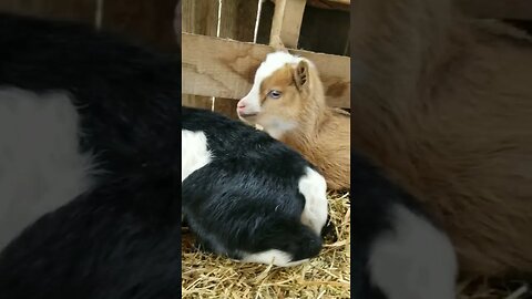 #goats #babygoat #babyanimals #cuteanimals #farmanimals #farmlife #homesteading #homestead #farm