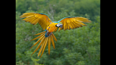 Largest Macaw in Brazil - Canindé Macaw