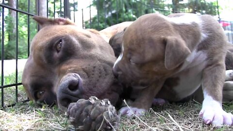 🐶 Pit Bull Snaps and Growls at Her Puppies! 🥰