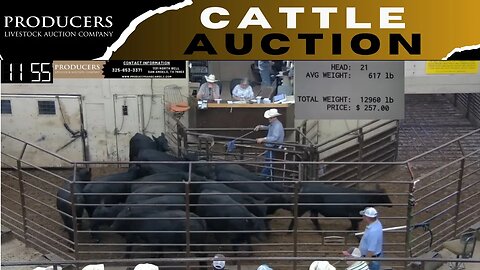 8/24/2023 - Producers Livestock Auction Company Cattle Auction