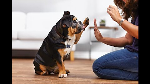 5 Easy Tricks You Can Teach Your Dog at Home