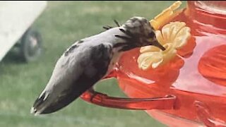 Rare white hummingbird flies in for a quick drink