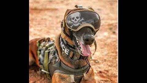 Military working Dogs >> in Action <<