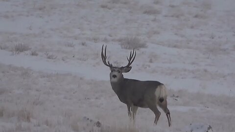 WHAT YOU LOOKIN' AT?! MONSTER MULEYS!