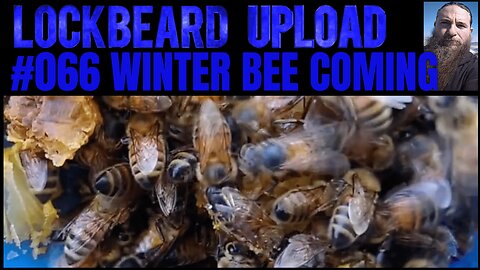 UPLOAD #066. Winter Bee Coming