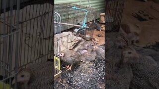 Guinea fowl keets enjoy first day outside with their human sitting watch 8.5 weeks