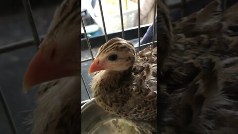 Cutest Baby Guinea fowl keet - 5 weeks old