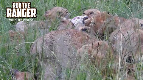 Lion Pride Eat A Warthog In Long Grass | Lalashe Maasai Mara Safari