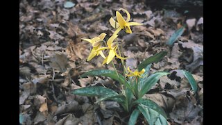 Eating the Trout Lilly Flower (2013)