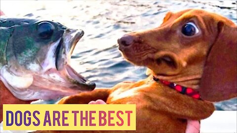 Funny Dogs Ever They Make You Laugh | Funny Animals Compilation