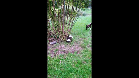 Tiny and 7 puppies run around the yard