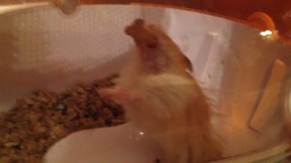 Hamster VS Graham Cracker